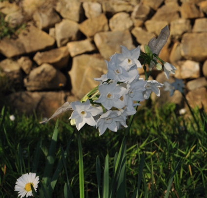 Narcissus papyraceus e N. tazetta